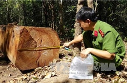 Công an tỉnh Gia Lai khẳng định không có chuyện lâm tặc dùng vũ lực để cướp gỗ 